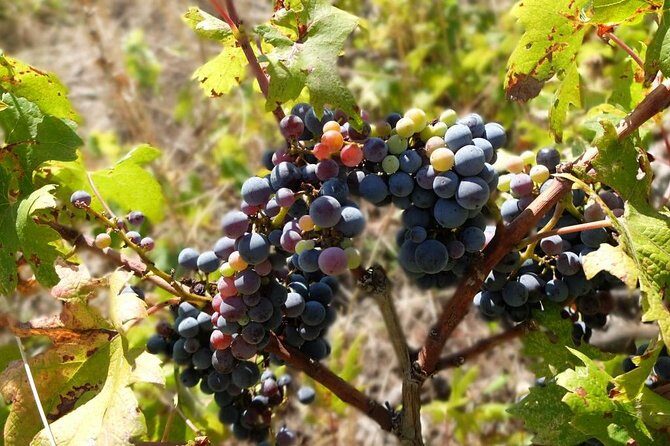 Wine Lover's Tour of Peljesac Peninsula - Second tasting and presentation: quick, focused, and often memorable